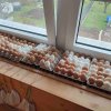 Vajíčkování - tvořivé odpoledne
